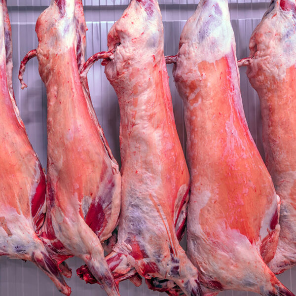 half_lamb_5-3